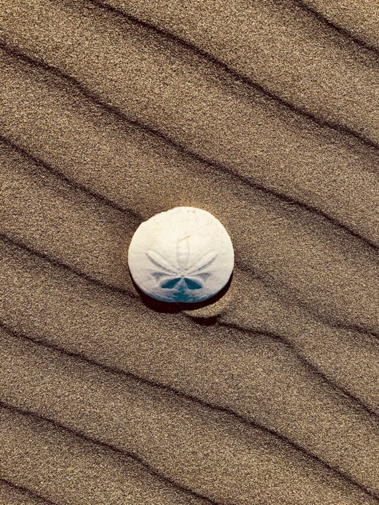 laura summers 2nUeKygEzEI unsplash Groot